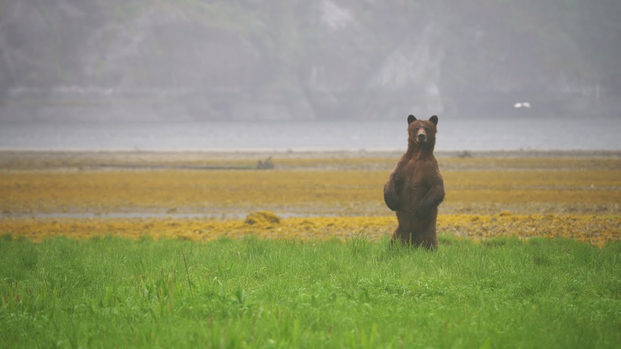 Springtime in the Great Bear Rainforest | Spirit Bear Lodge
