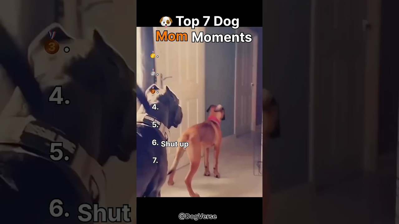 Top 7 Funniest Dog Mom Moments 😂|(watch until the end)