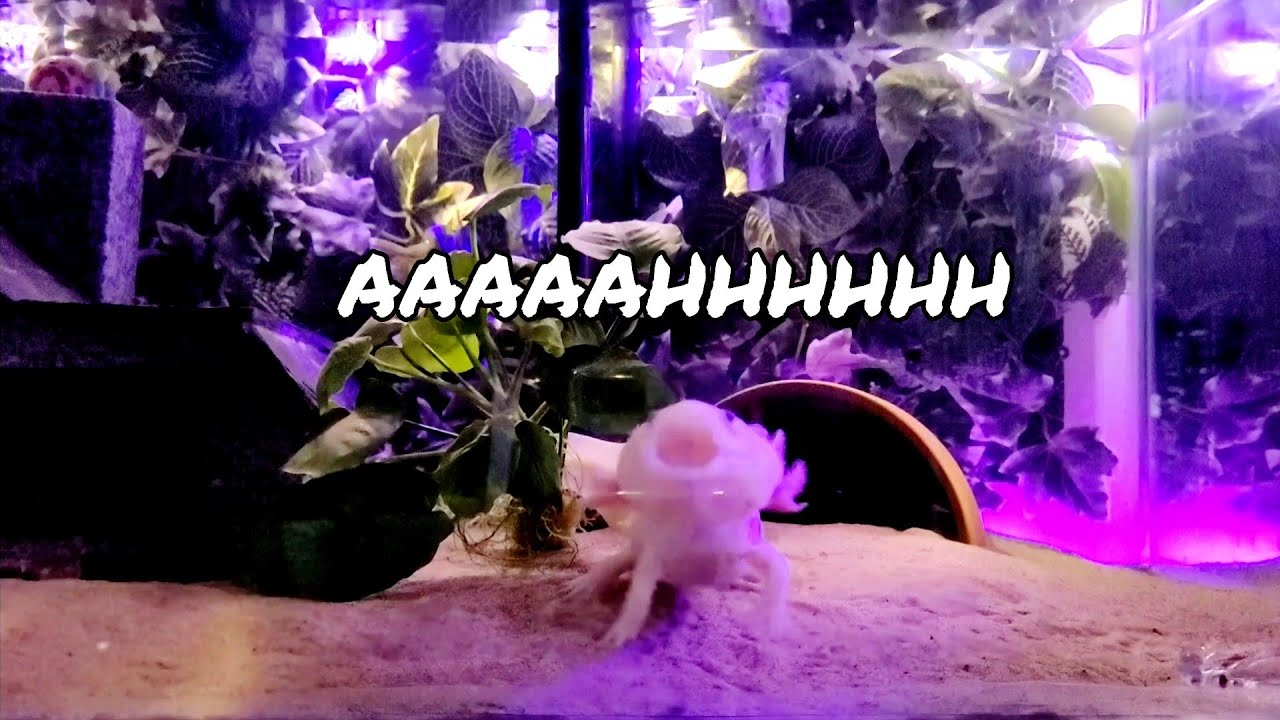 Axolotl wants the boop, Water testing and feeding