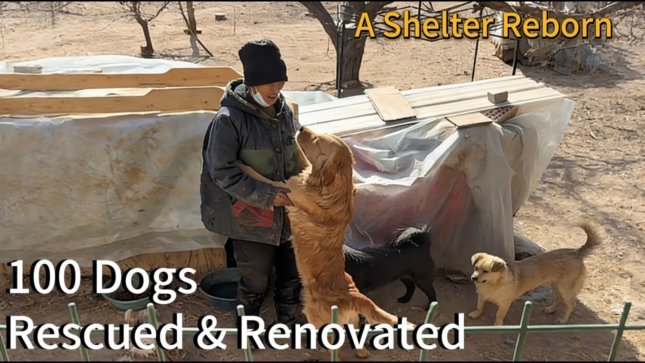 After the Fire, We Rebuilt a Home for 100 Rescued Dogs