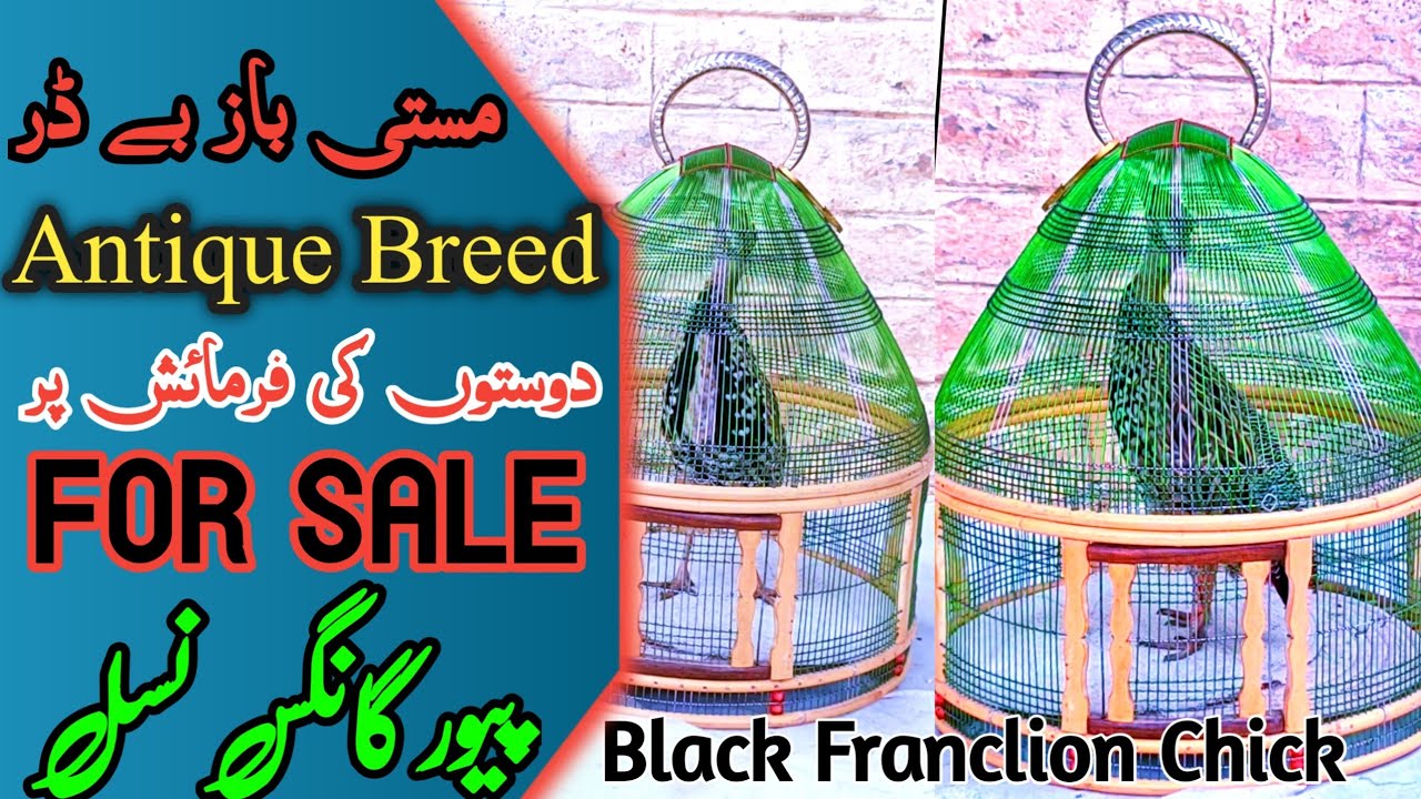 Best Black Franclion Chicks For Sale 2.5 Months Kala Teetar k  Pathy Kala Teetar k Bachy