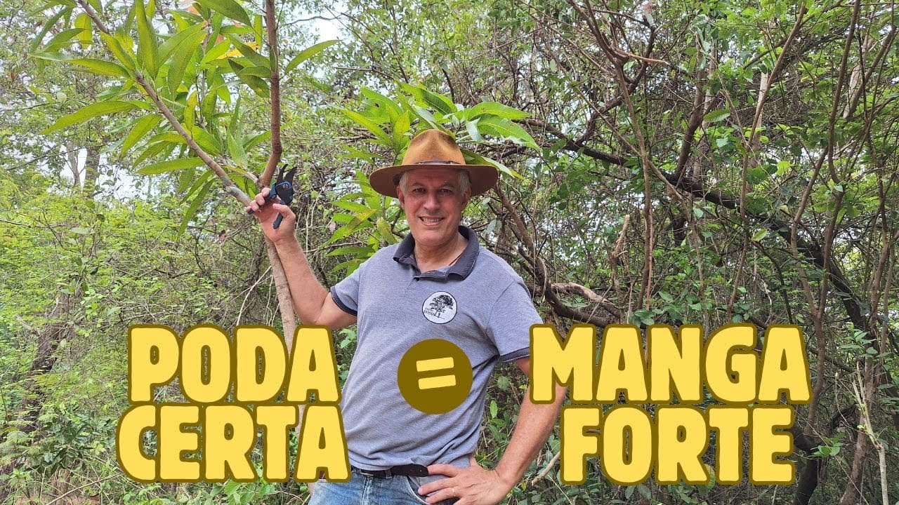 Poda de formação da mangueira: dicas práticas e resultados