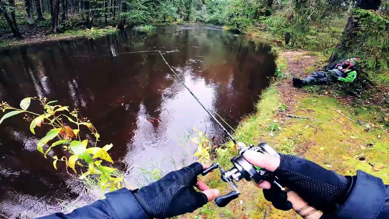 Shimano Calcutta & Kastking eagle 168 1-8gr обзор комплекта на реке.