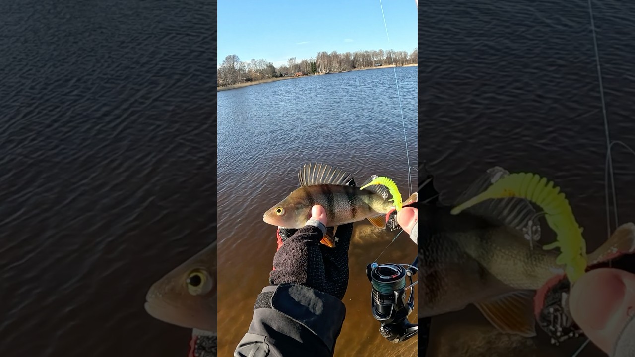 Ну просто топ по окуню! #рыбалка #fishing