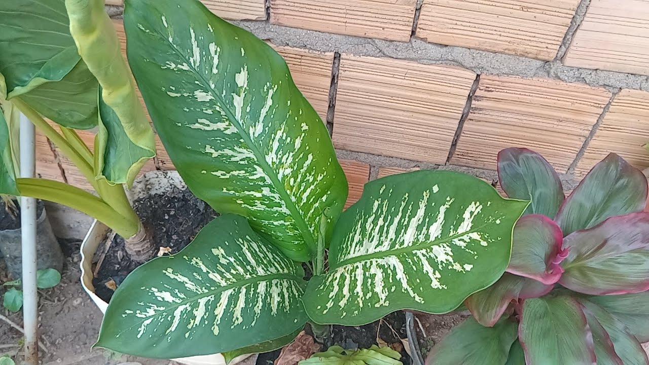 Mostrando as plantas  minha 
