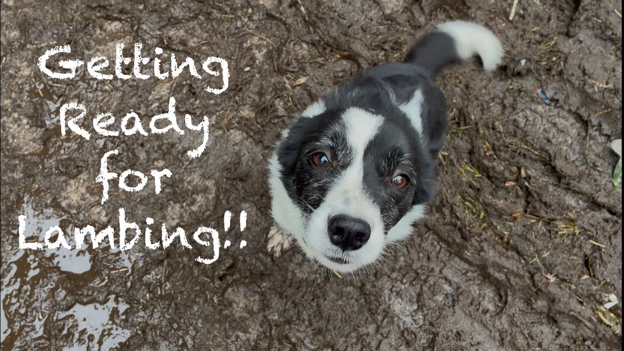 Bringing in the Pregnant Ewes and an Overnight Trip to Dublin