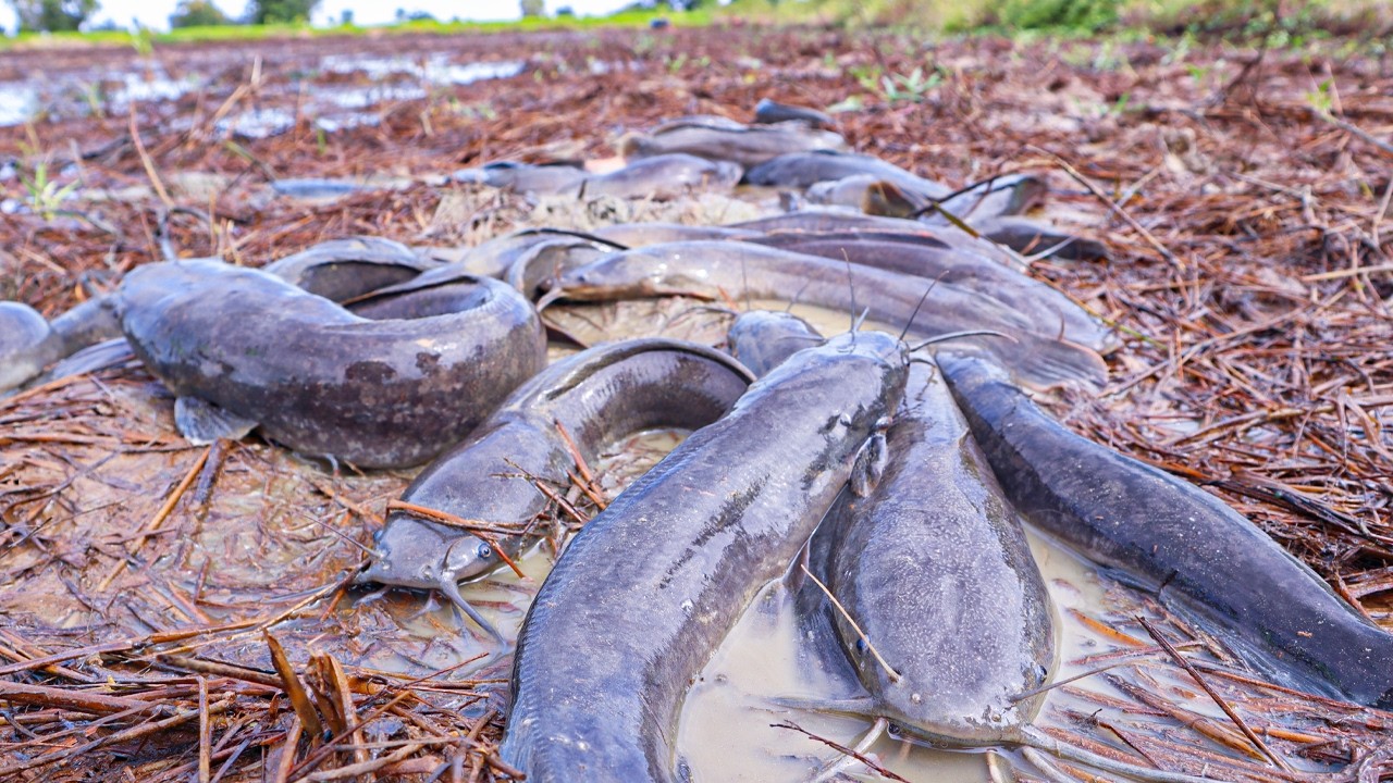 Catch a lot of big Fishes at Field by Hands Today