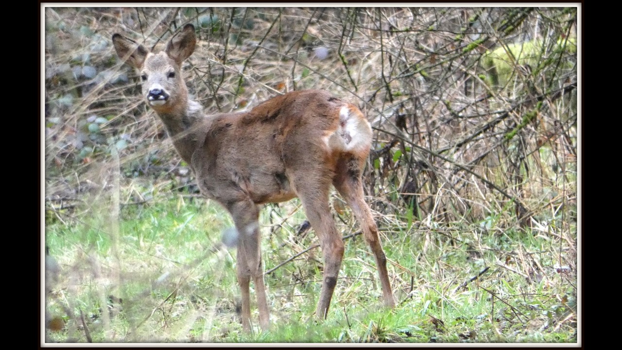 Balade Bois Montigny en Ostrevent n°109