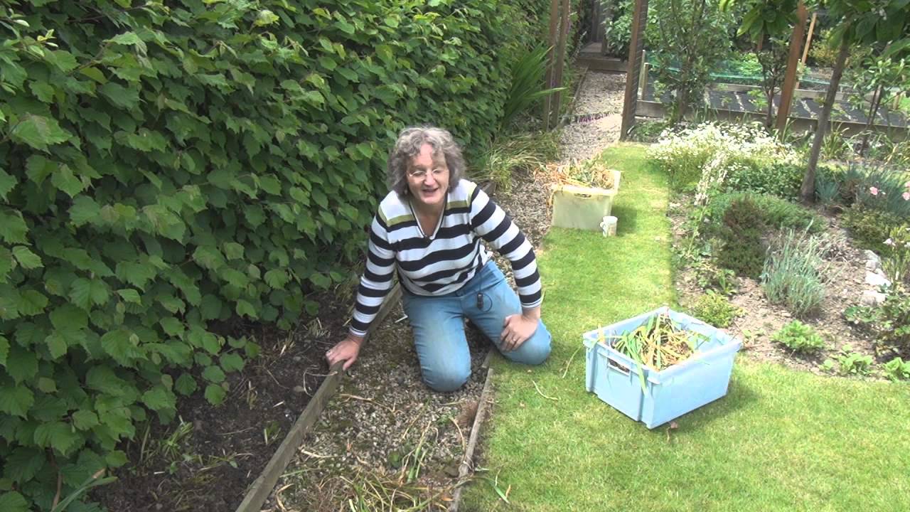 Titli's Busy Garden 2013 Week 26 - Moan