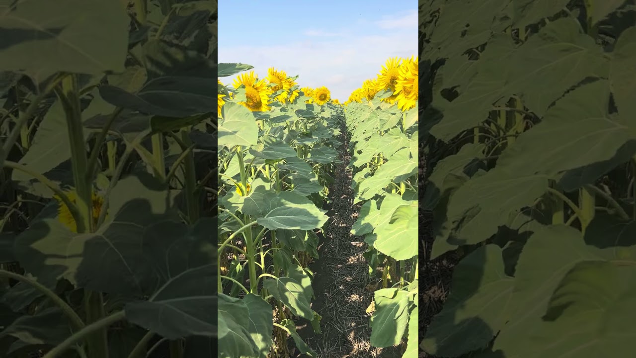 Соняшник  на Миколаївщині Strip-till технологіяприємно вразила 