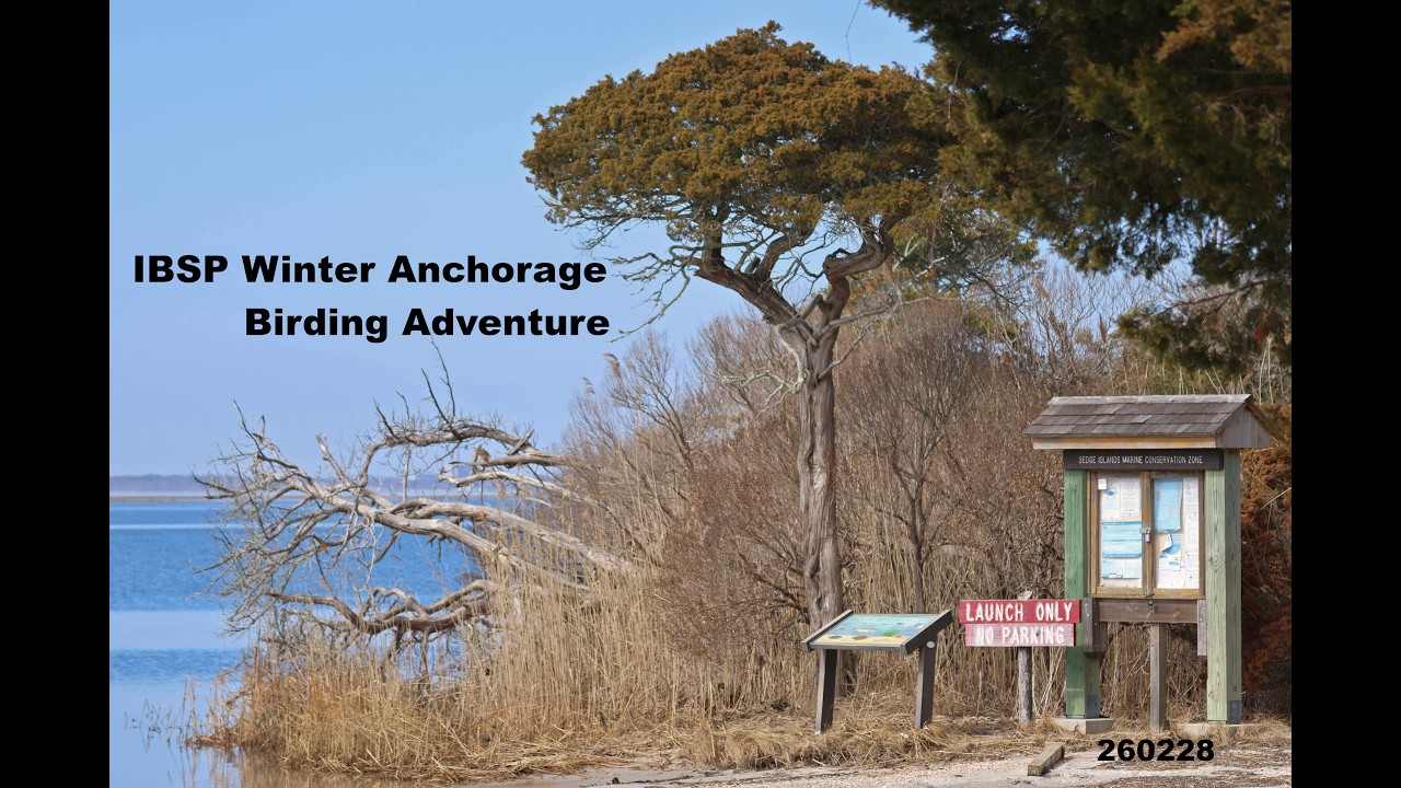 Island Beach SP - Winter Anchorage Birding Adventure