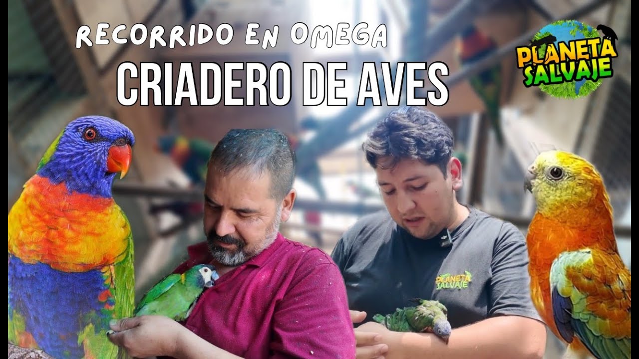 visitando a omega un criadero de loros