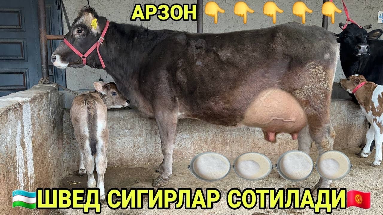 АКМАЛ АКАДАН 5 БОШ ШВЕД КОРА СИФАТЛИ СИГИРЛАР СОТИЛАДИ SOTILADIGON SIGIRLAR NARXLARI 6 марта 2026 г