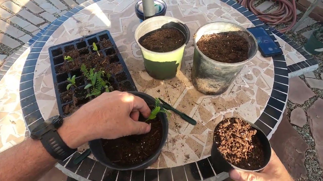 Transplanting Royal Poinciana (Delonix regia) Seedlings