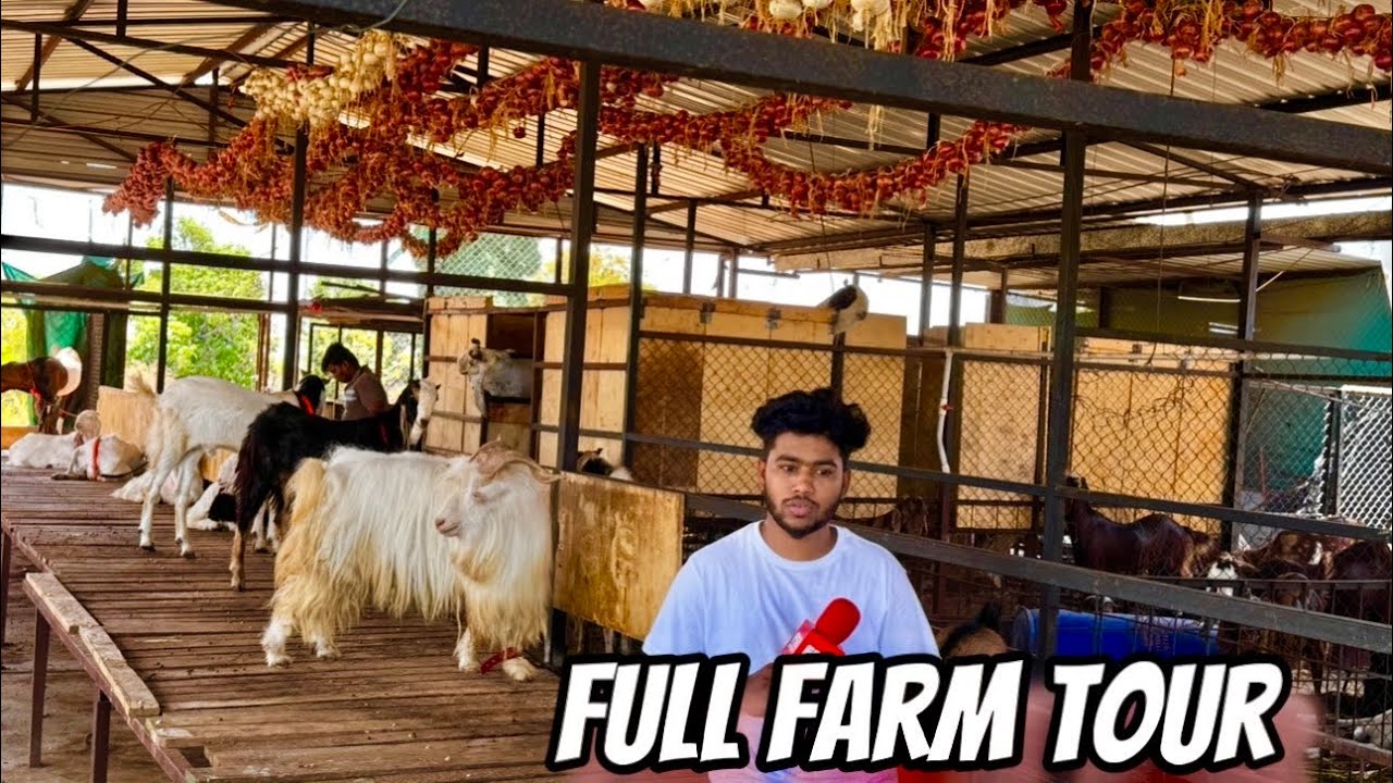 Full Farm Tour of Al Barkah Goat Farm, Pune