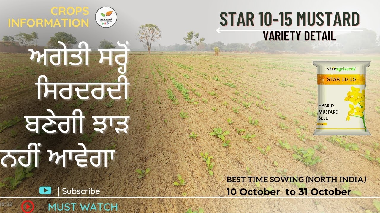 ਸਰ੍ਹੋਂ ਬੀਜਣ ਦਾ ਸਹੀ ਸਮਾਂ  star 1015 mustard Star Agri Seed Variety details
