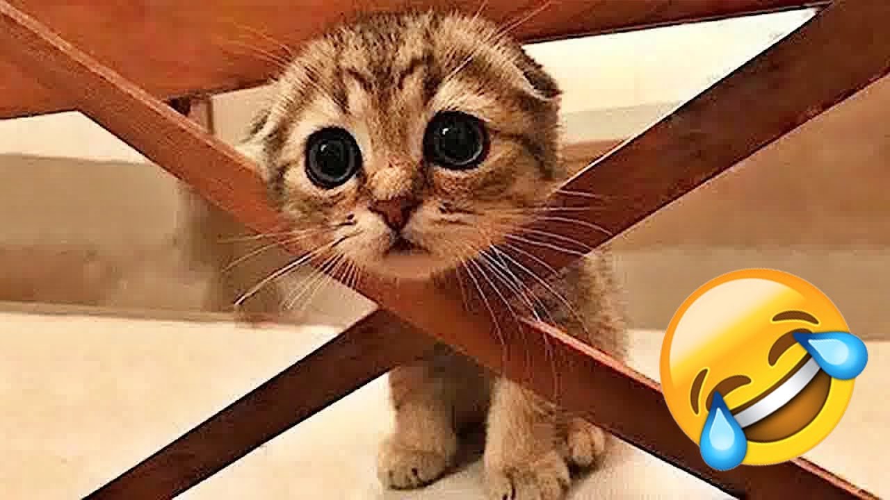 The funniest animal videos 🐶 A collection of the funniest moments of dogs and cats 🎉