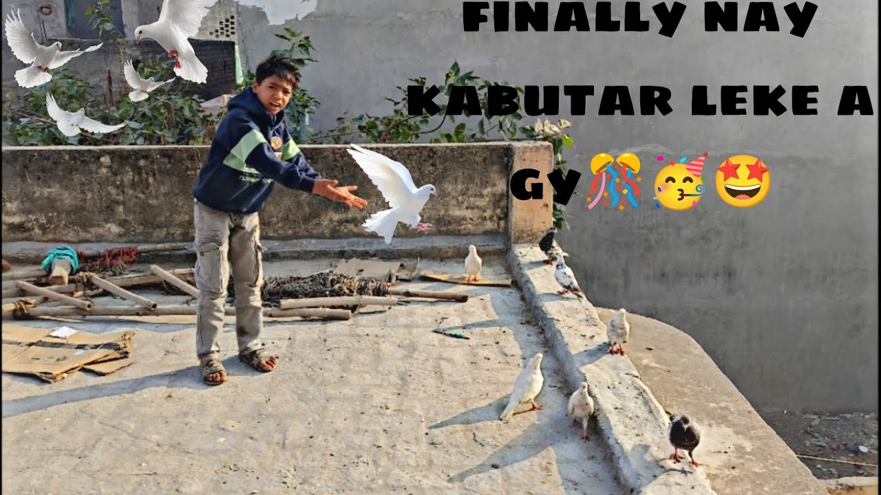 Finally naye  नए कबूतर लेके आ गए 🎊🥳🤩💭🕊️🕊️🕊️🕊️