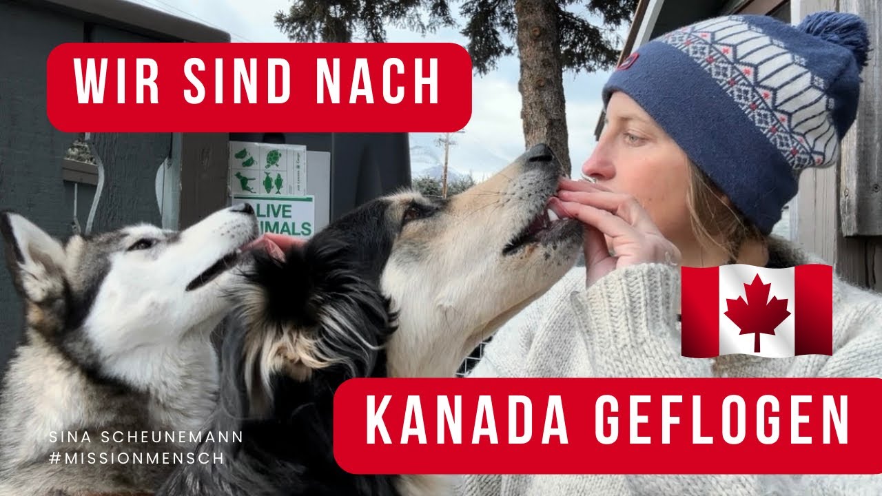 (Allein) fliegen mit Hund(en)
