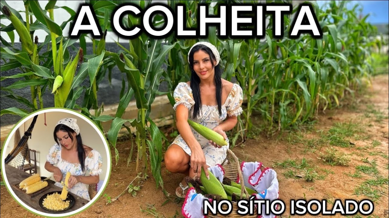 COLHEITA DE MILHO + RECEITA NO SÍTIO ISOLADO QUE COMEÇAMOS DO ZERO! #fy #sitio  #vidanaroça #roça 