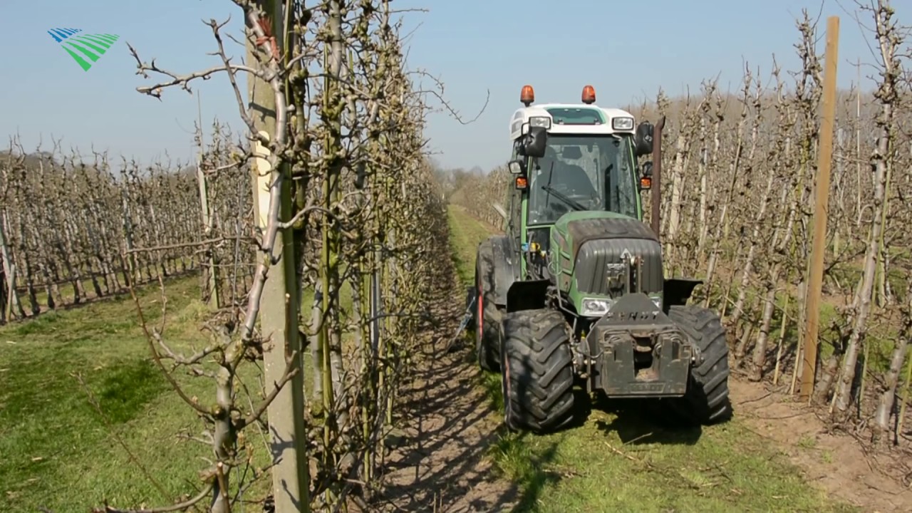 Wortels perenbomen worden gesneden