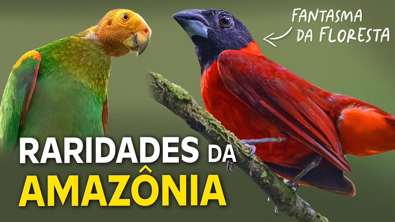 8 RARIDADES da AMAZÔNIA | AVES FANTASMAS da FLORESTA!