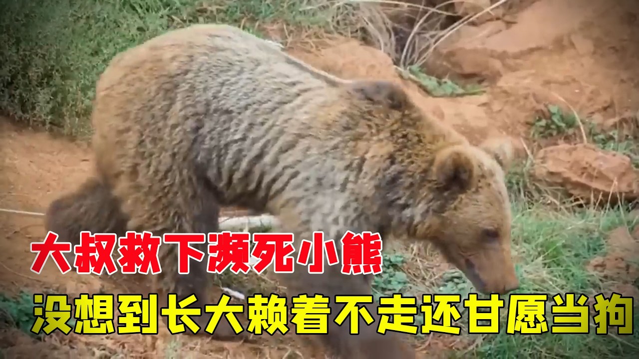 大叔救下瀕死小熊，沒想到長大賴著不走，應聘牧羊犬一掌拍死野狼從此端上鐵飯碗！