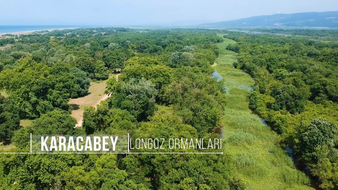 Bursa Karacabey Longoz Ormanları | Dji Spark Footage