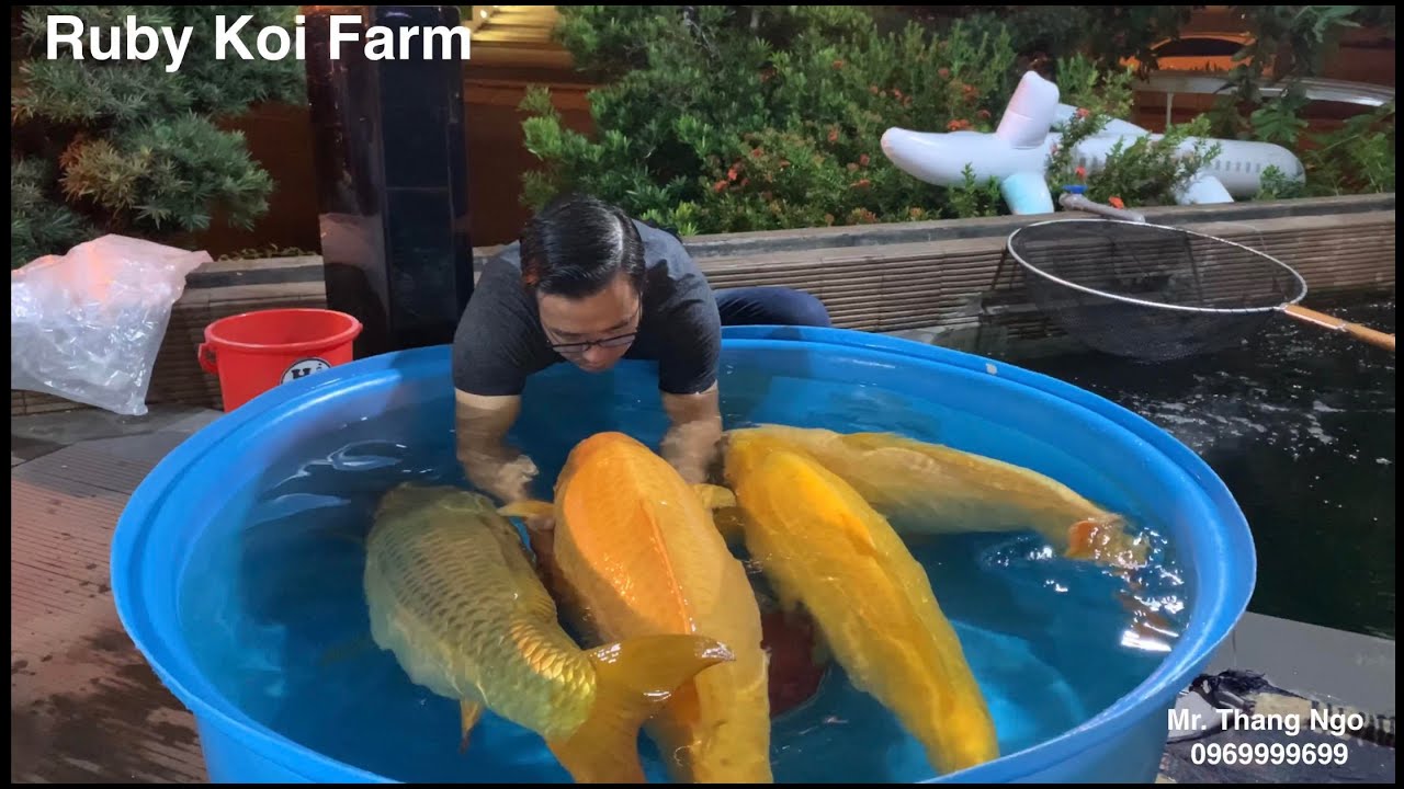 Super Jumbo Koi 97-100cm.