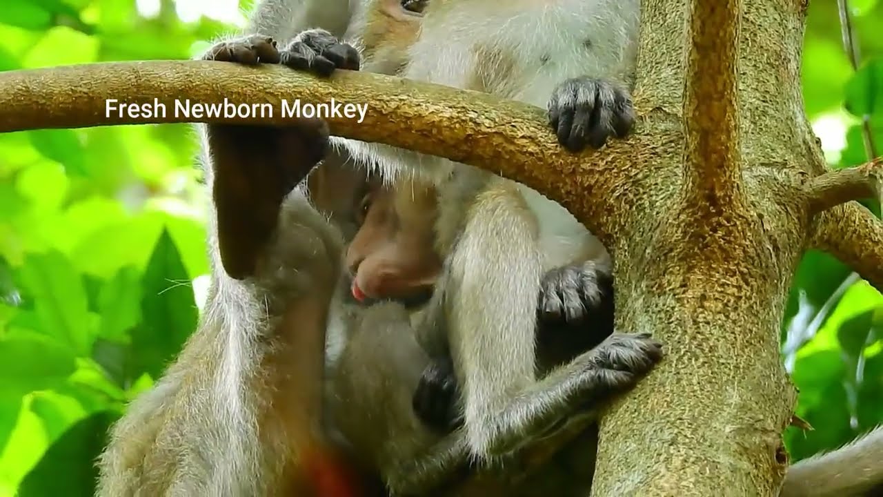 Wow wow wow cute baby monkey, Baby monkey crying, Mom weaning baby, Fresh Newborn Monkey 1586