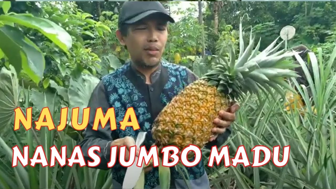 Najuma, Nanas Jumbo Madu, harus kena sinar matahari