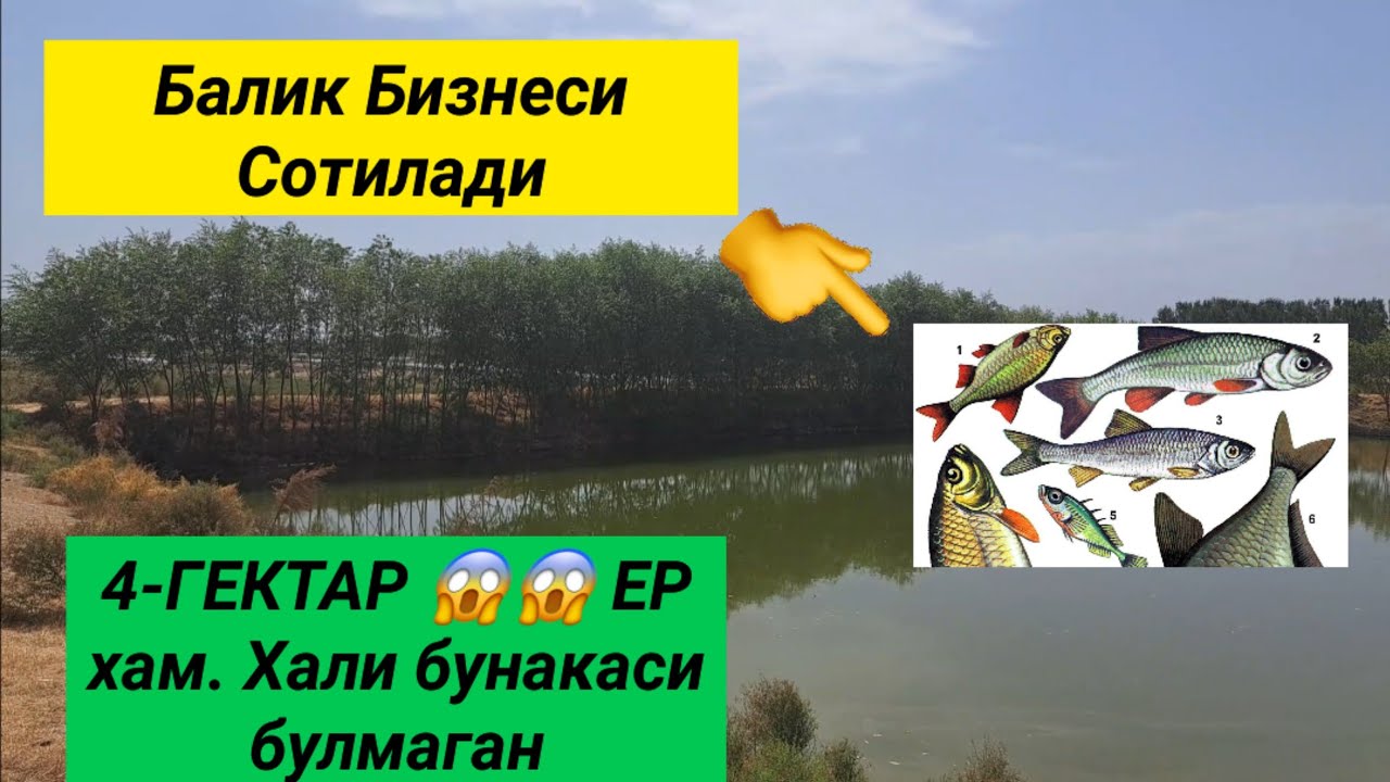 Балик Бизнеси ва 4 ГЕКТАР😱😱 ЕР хам СОТИЛАДИ, Узун тумани