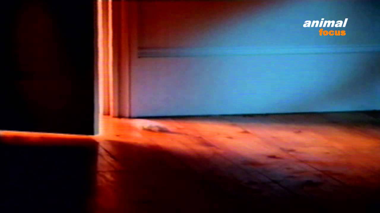 Real Fires - Cat, Bulldog, Mouse kiss each other