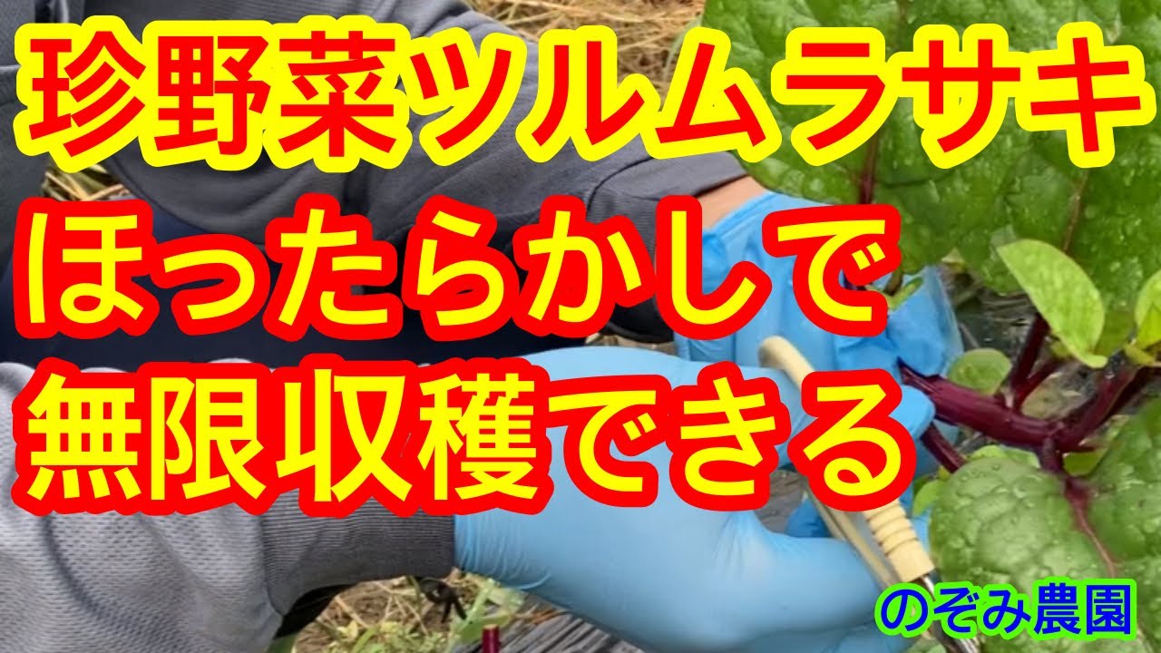 【ツルムラサキ】スゴイ成長力！放任栽培でずーっと収穫できます。お得な野菜。