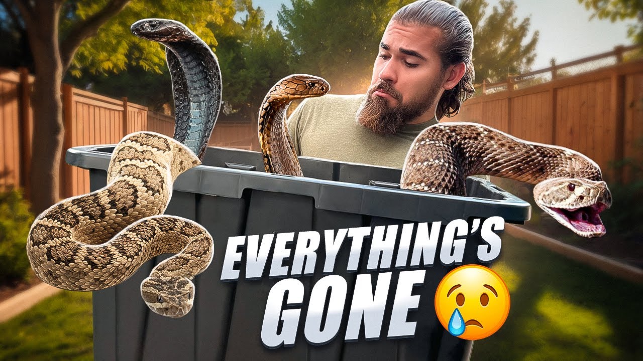 Selling my Entire VENOMOUS SNAKE Collection...