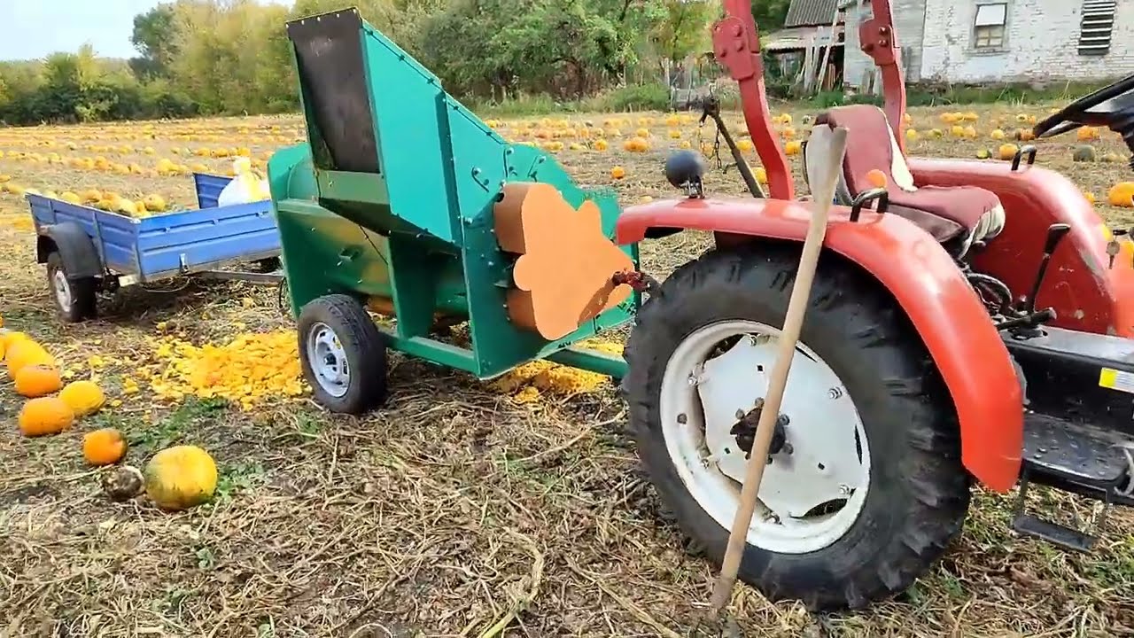 Молотимо гарбуз.Як даються перші кілограми насіння...