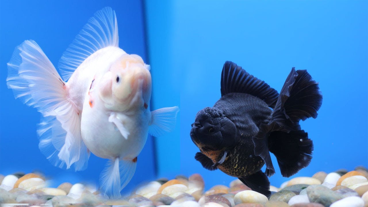The Most Beautiful Giants Oranda Goldfish - Shogun Style Goldfish