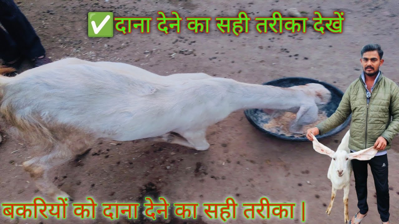 बकरियों को दाना देने का सही तरीका | Goat Feeding Tips