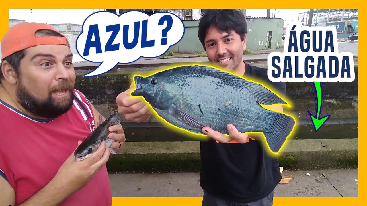 TIL&Aacute;PIA AZUL, AZUL TIL&Aacute;PIA!!! TIL&Aacute;PIA NA &Aacute;GUA DO MAR??? TAMB&Eacute;M TEVE ROBALO E TAINHA - SANTOS/SP