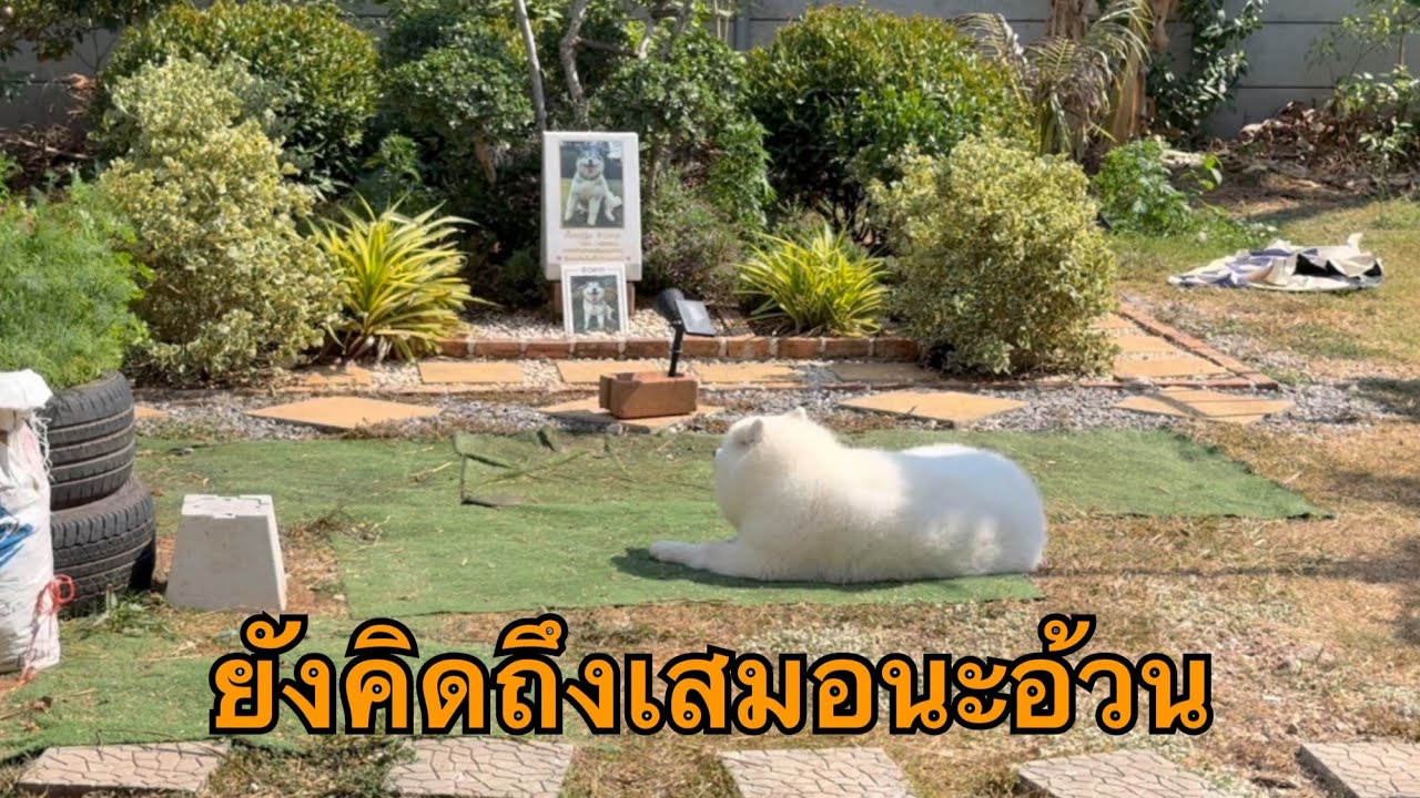 ไม่ว่าตอนนี้ข้าวสากจะอยู่ไหนพวกเรายังคิดถึงเสมอนะ