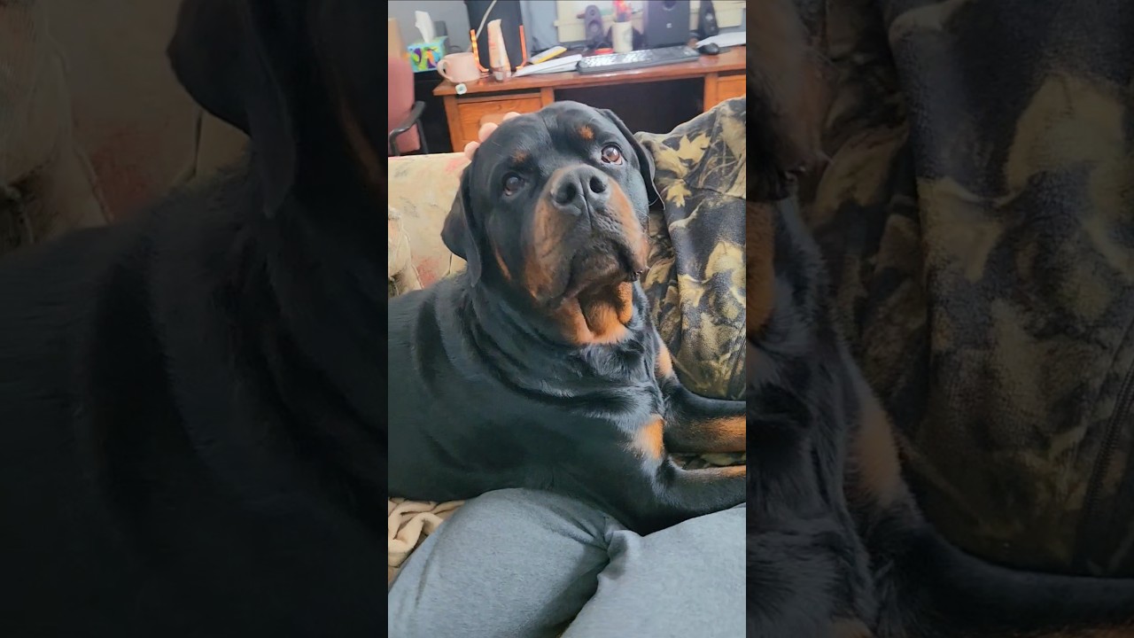 💥Morning Devotion #rottweiler #doggielife #mood #puppy
