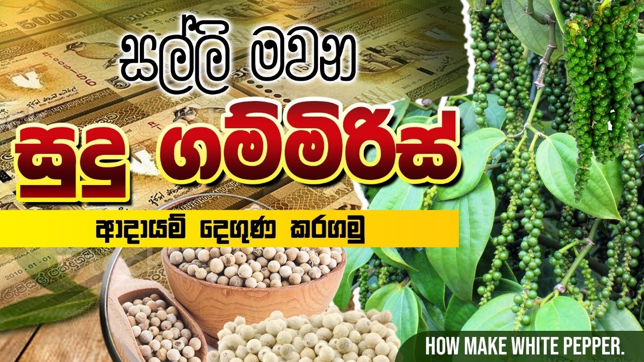 ,White pepper,Pepper,BST Saman සුදු ගම් මිරිස්