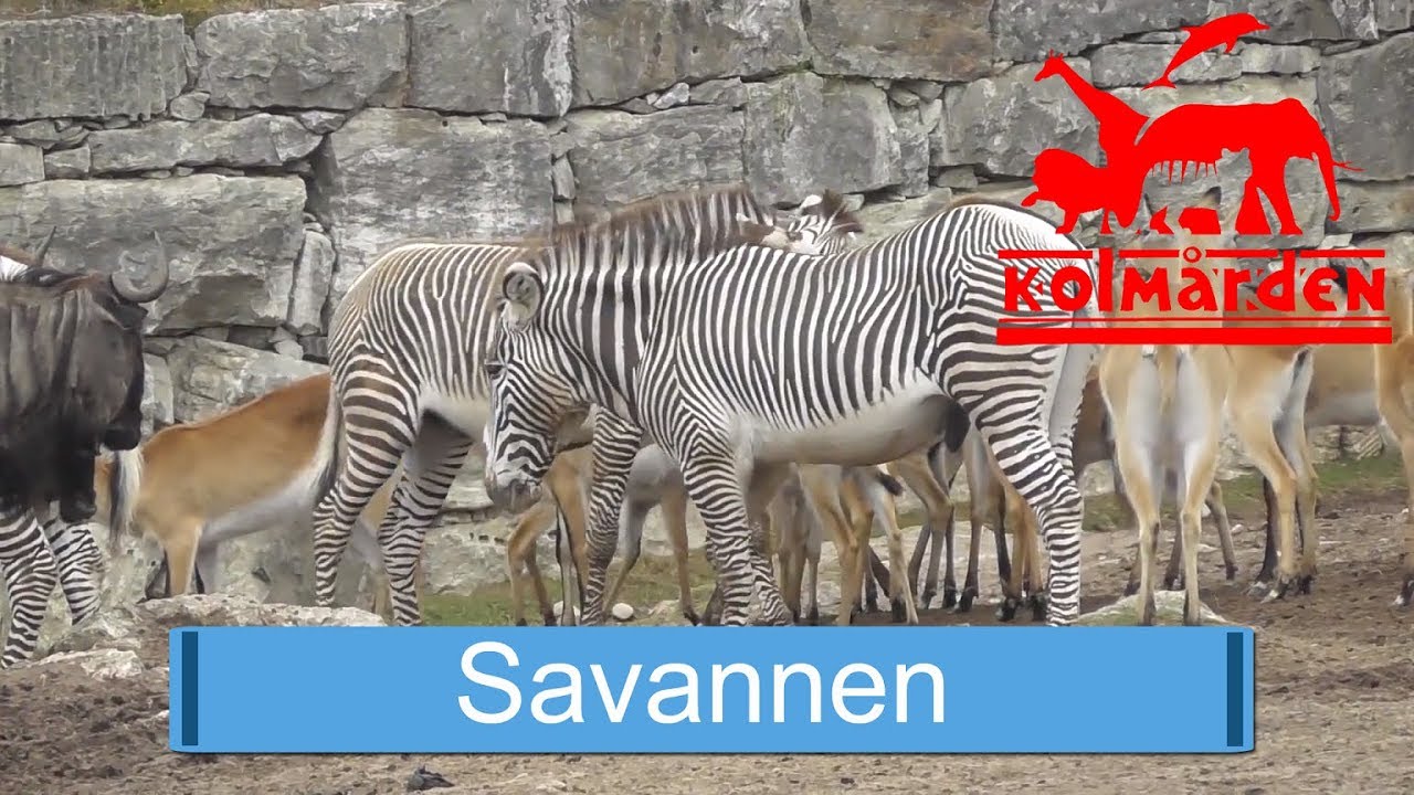 Savannen på Kolmården