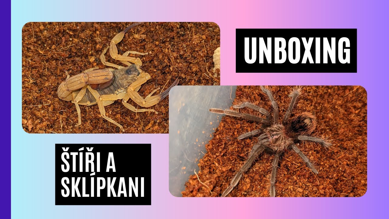Nový štíři a sklípkani! X. immanis, P. hanumavilasumica. T. serrulatus