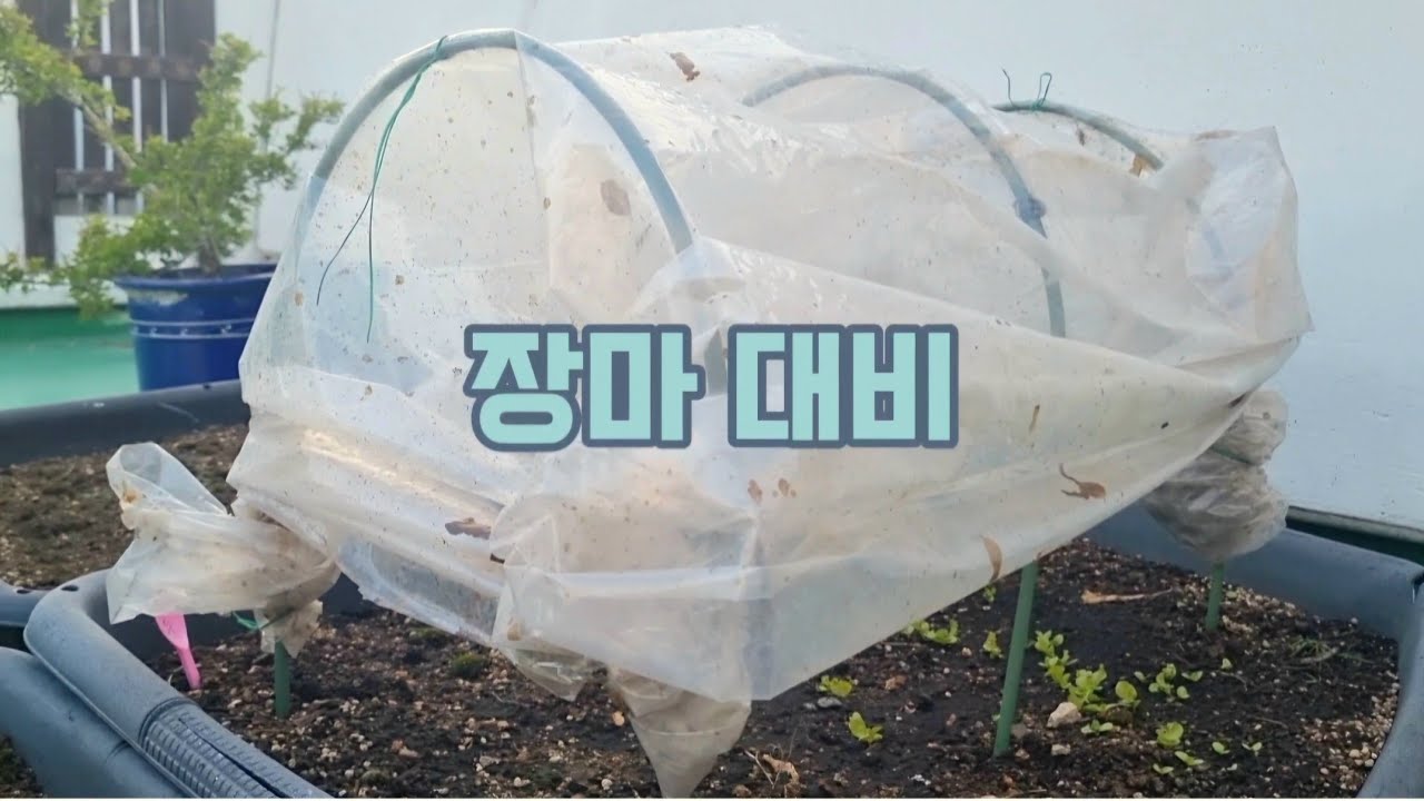 장마 대비/Preparing for the rainy season