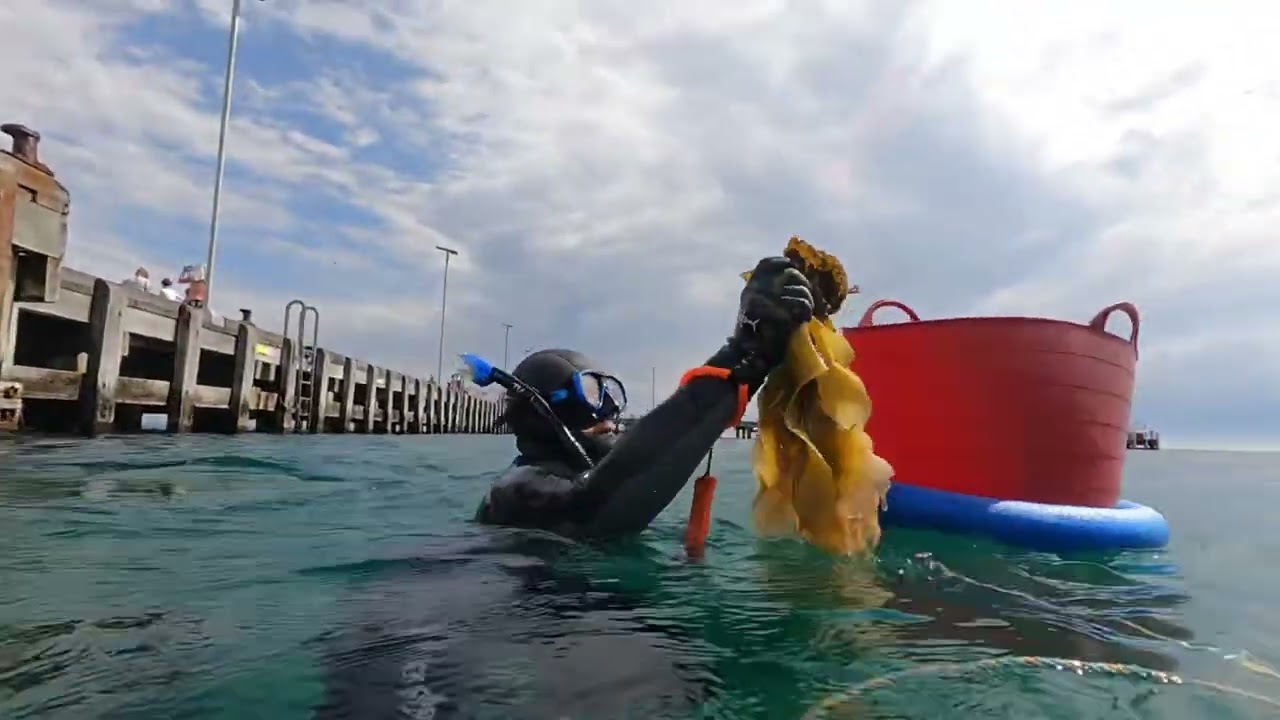 Undaria weeding at Portsea pier