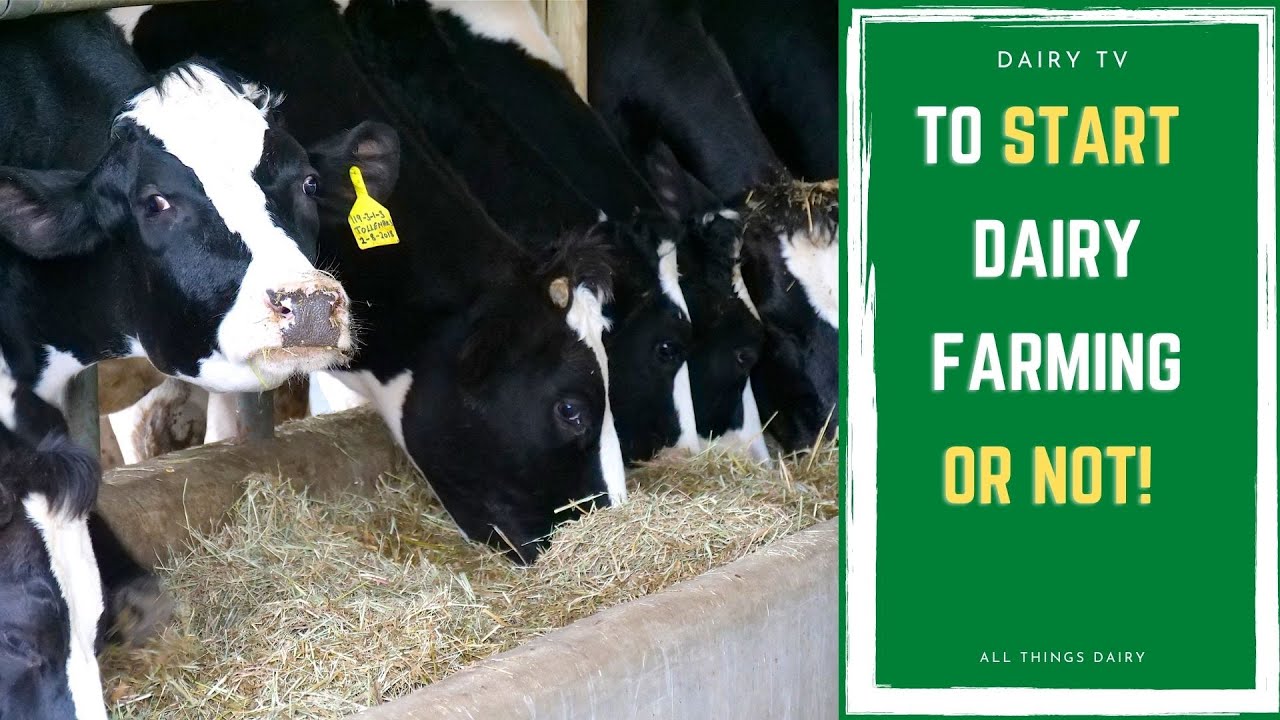 How to decide whether to start or not to start a dairy farming agribusiness.