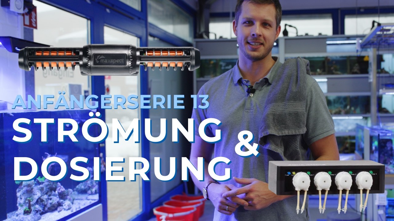 Teil 13: Meerwasseraquarium für Anfänger - Strömung, Dosieranlage, 2. Schwung Korallen