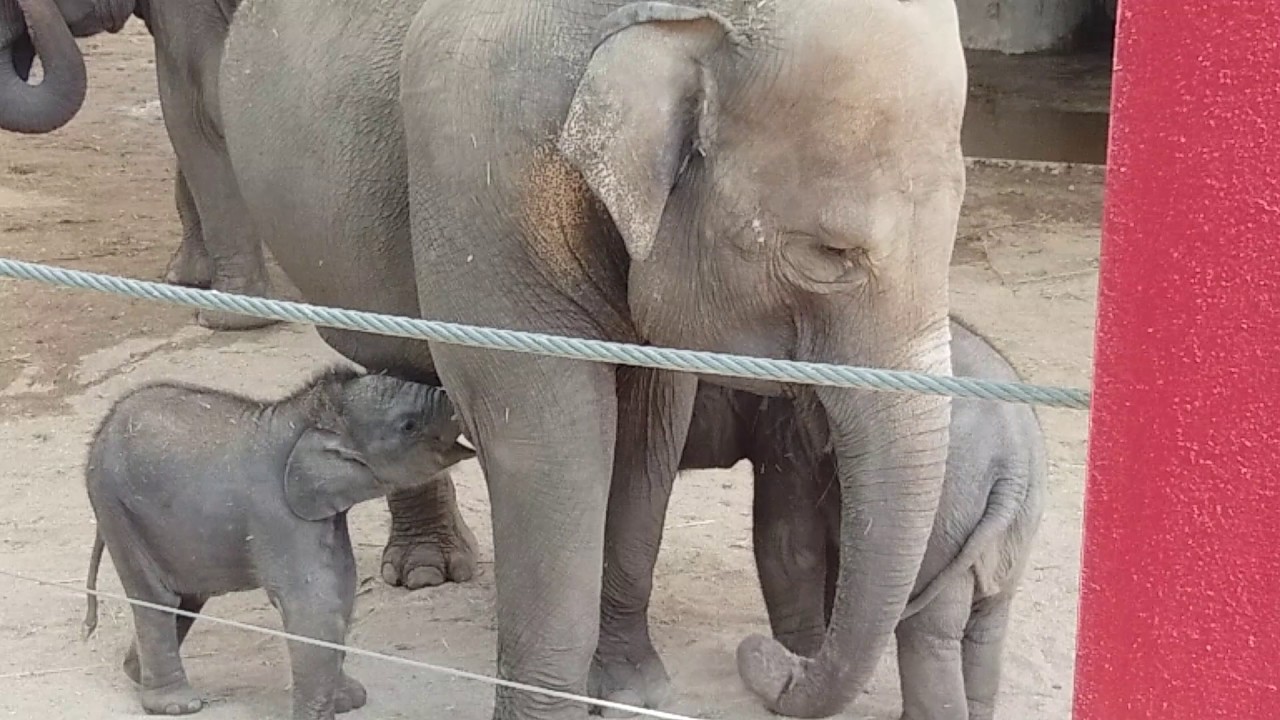 Pequeños elefantes en el zoo de Madrid