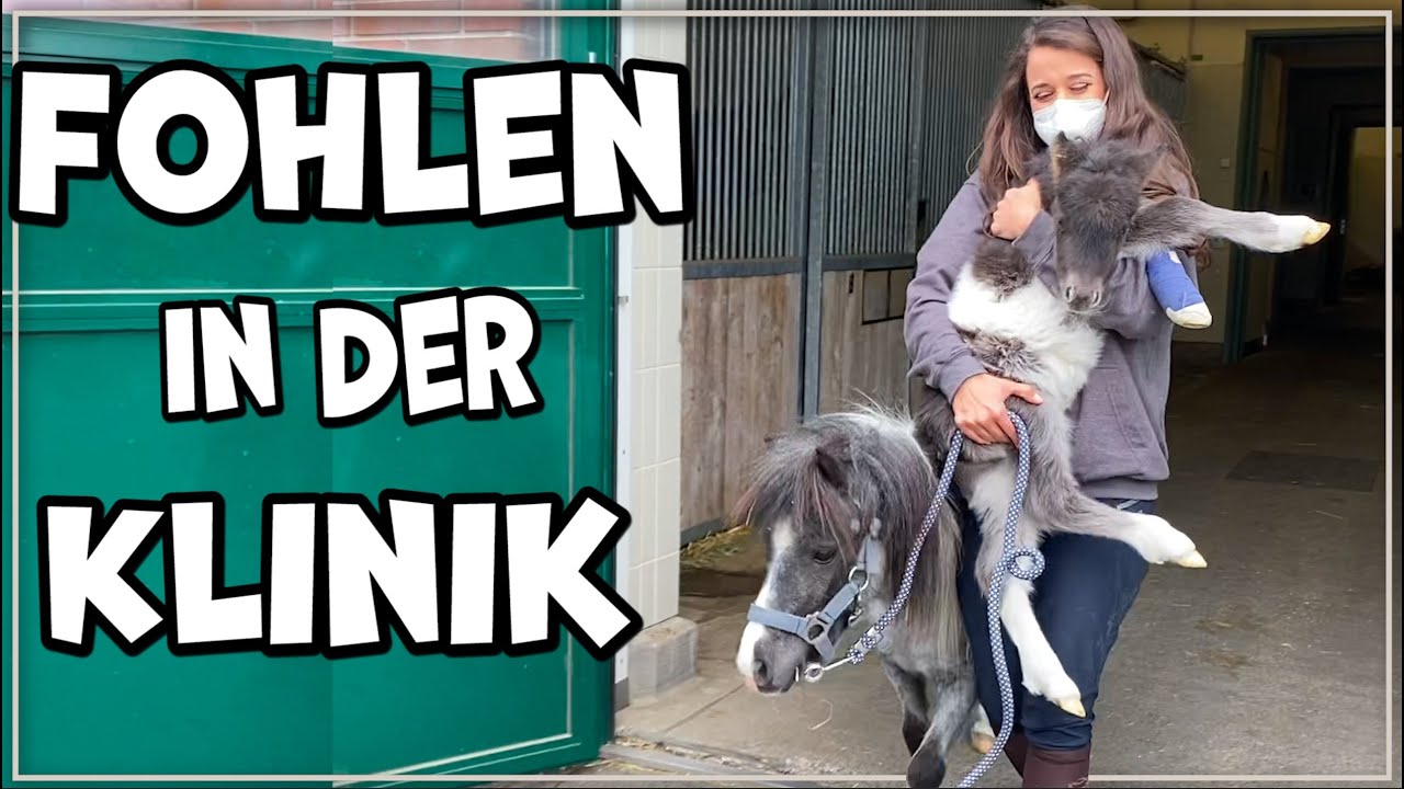 Ist Porzellinchens Fohlen übern Berg? Klinik-Update